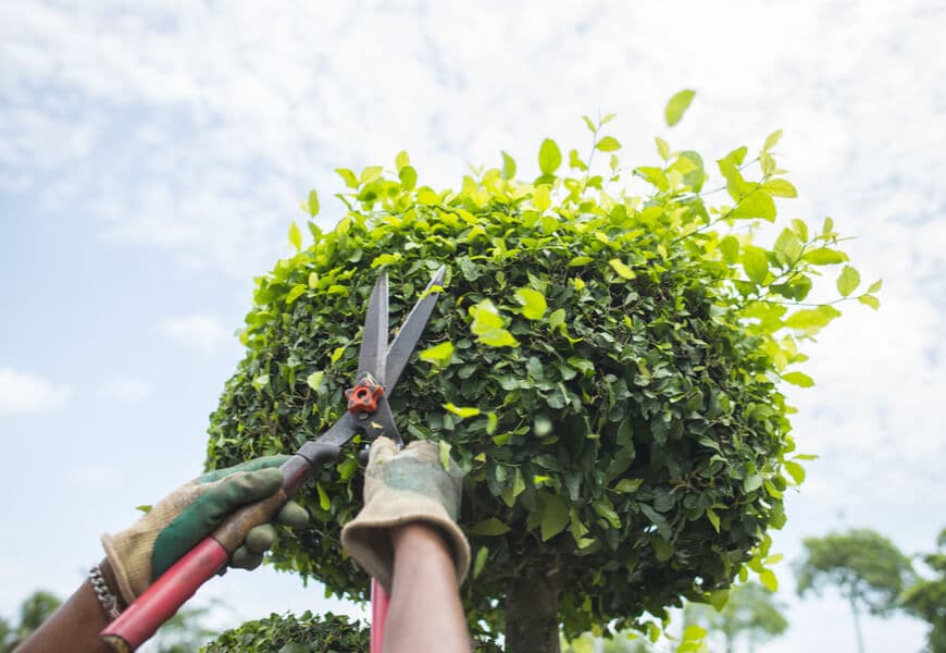 Tree shaping work in progress on a residential property
